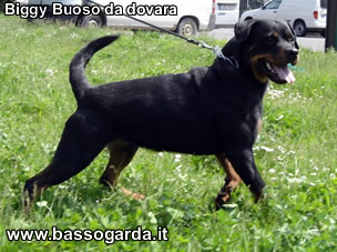 Bibi buoso da dovara